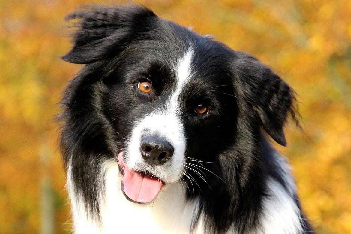 Border collie Matti - Smukke smukke Matti billede 1