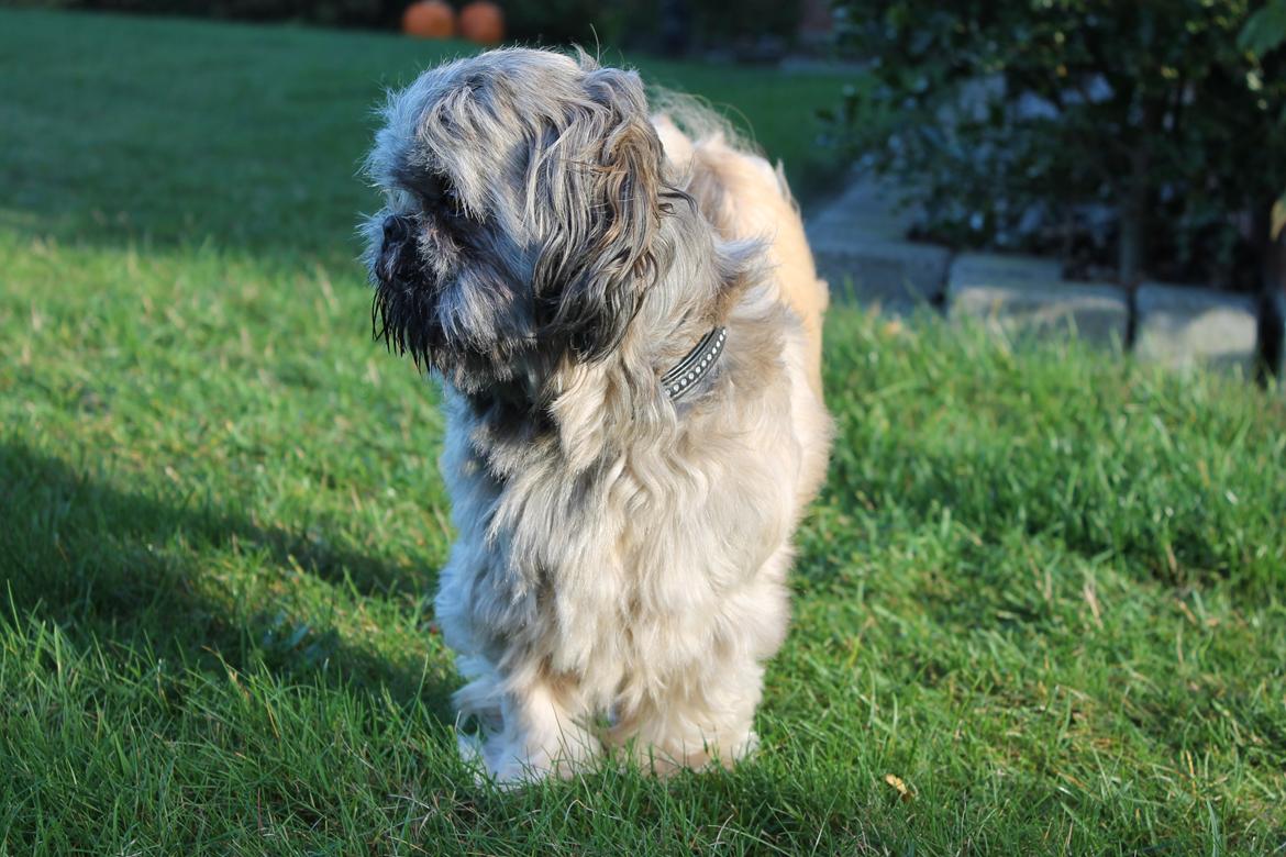 Shih tzu Anton billede 20