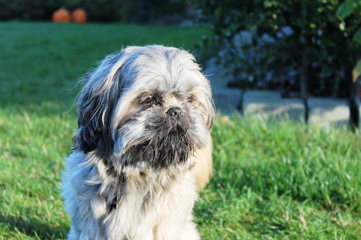 Shih tzu Anton - Velkommen til Antons profil :) - ,,Se Eliza, jeg er en supermodel!" billede 1