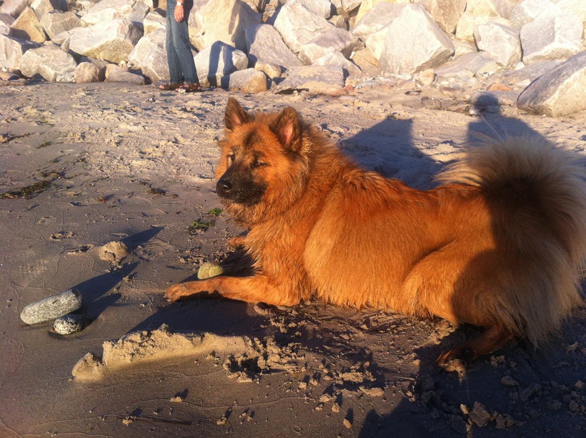 Eurasier Sally billede 21