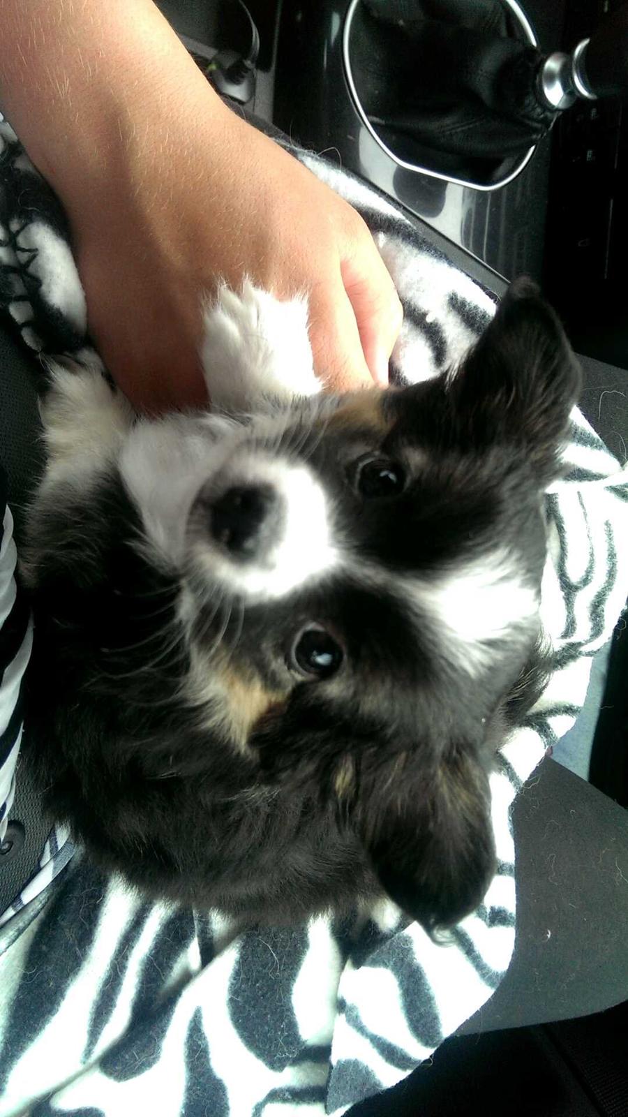 Chihuahua Chanti billede 5