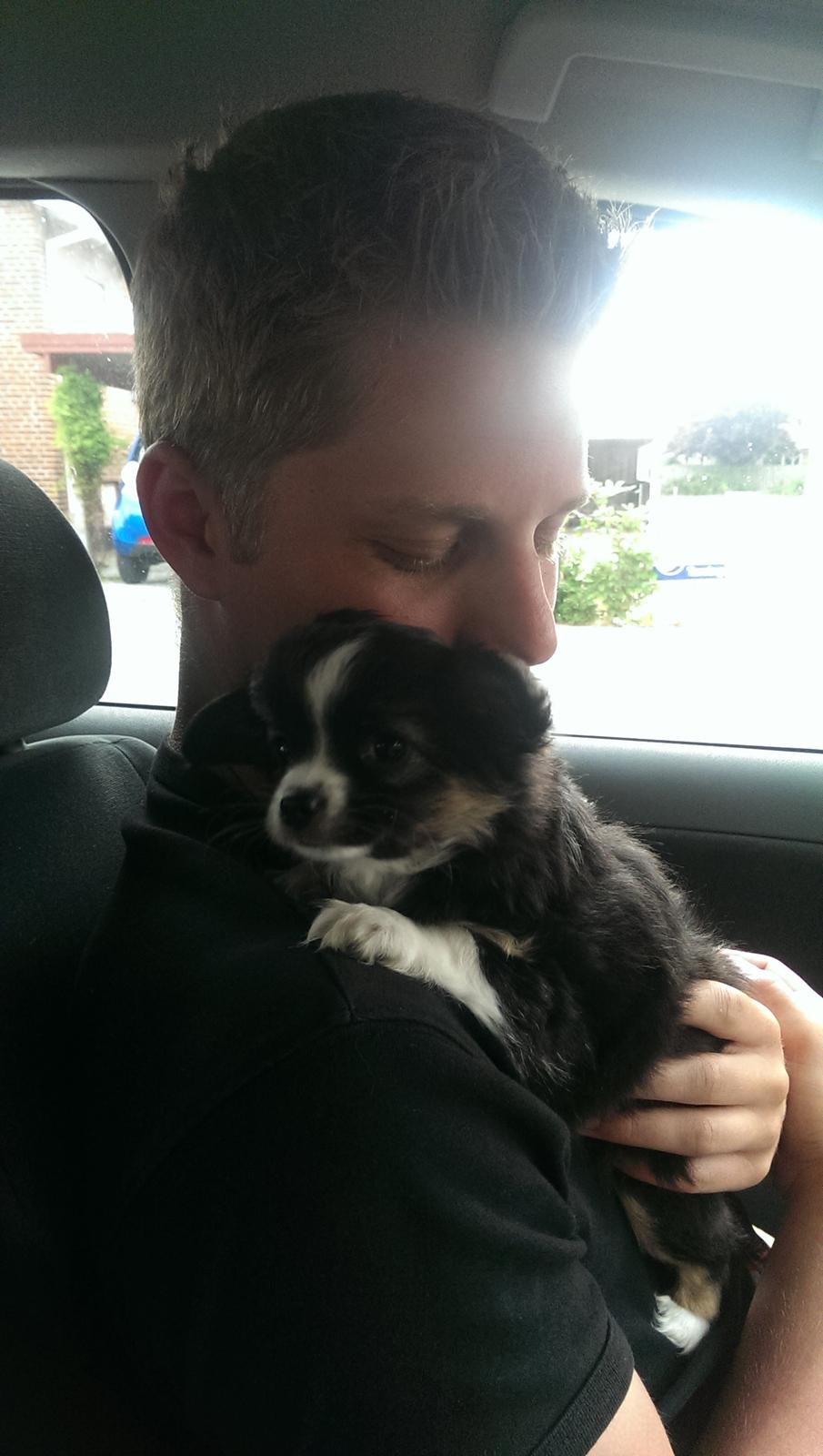 Chihuahua Chanti billede 6