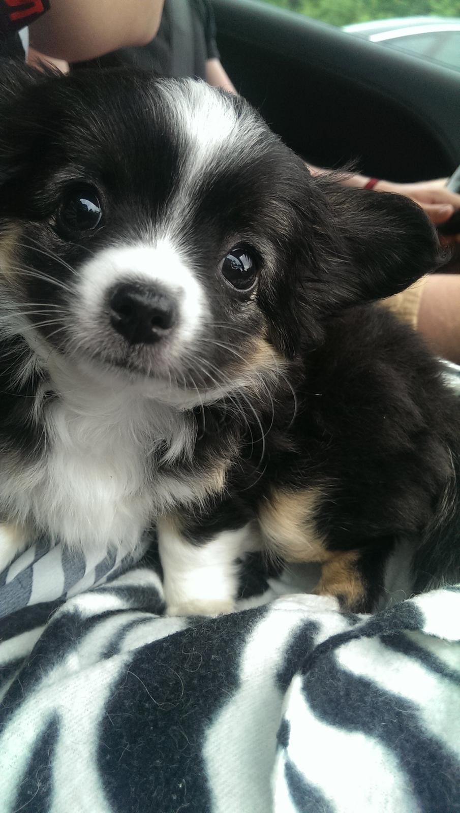 Chihuahua Chanti billede 4