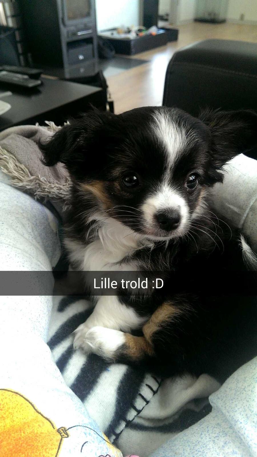 Chihuahua Chanti billede 9