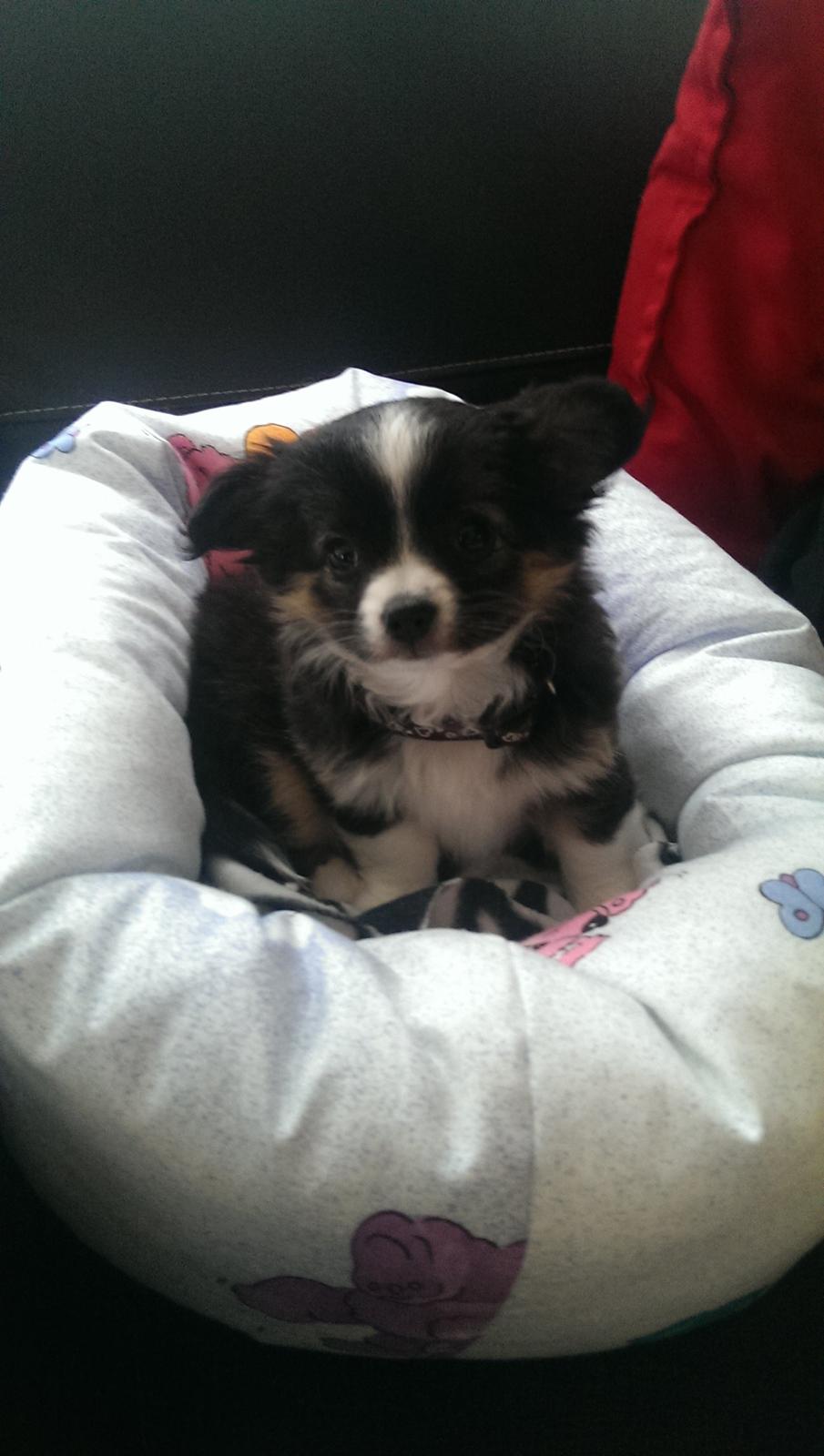 Chihuahua Chanti billede 7