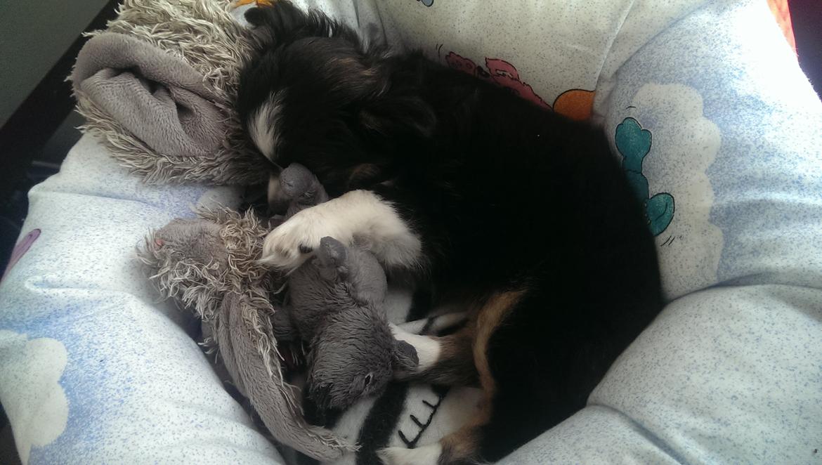 Chihuahua Chanti billede 10