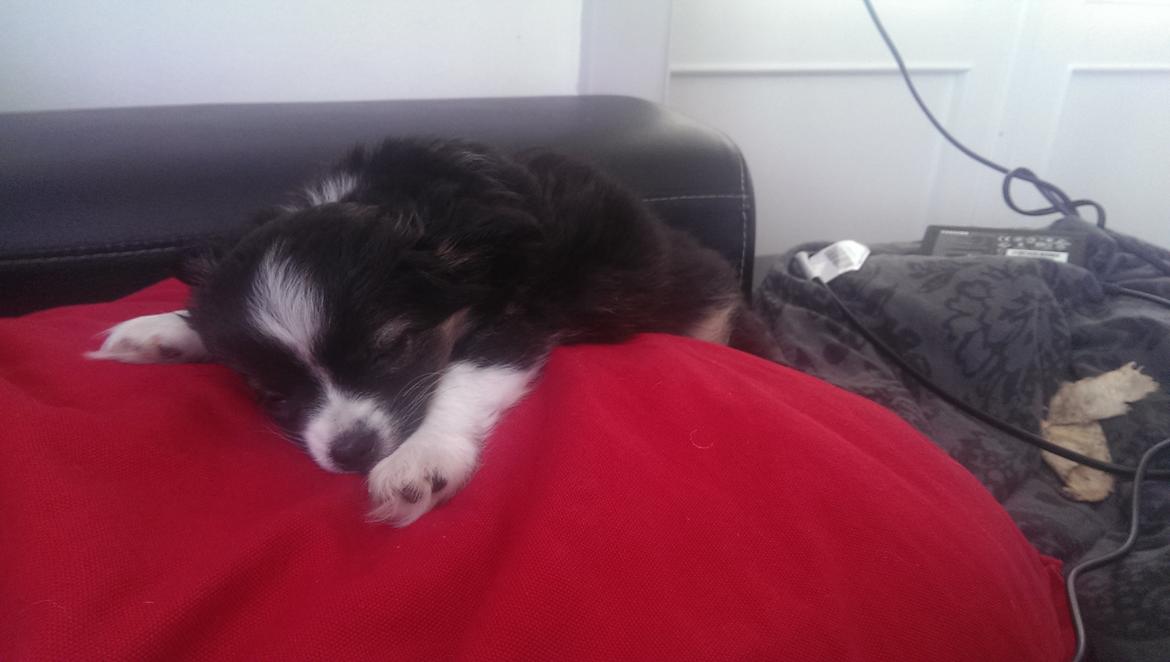 Chihuahua Chanti billede 11