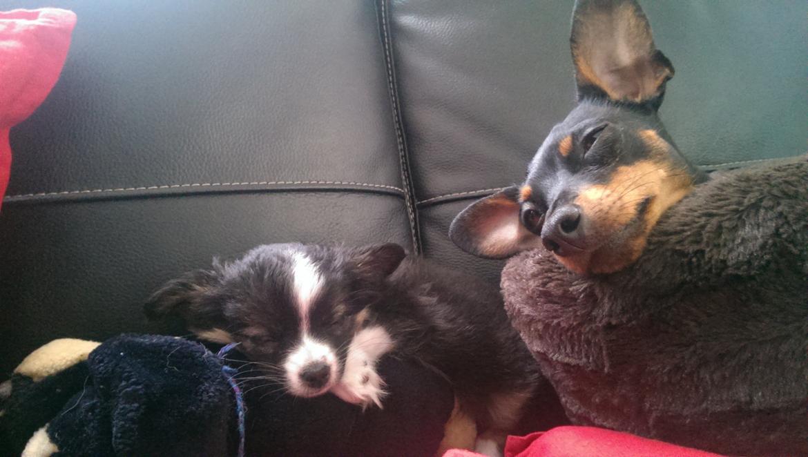 Chihuahua Chanti billede 12