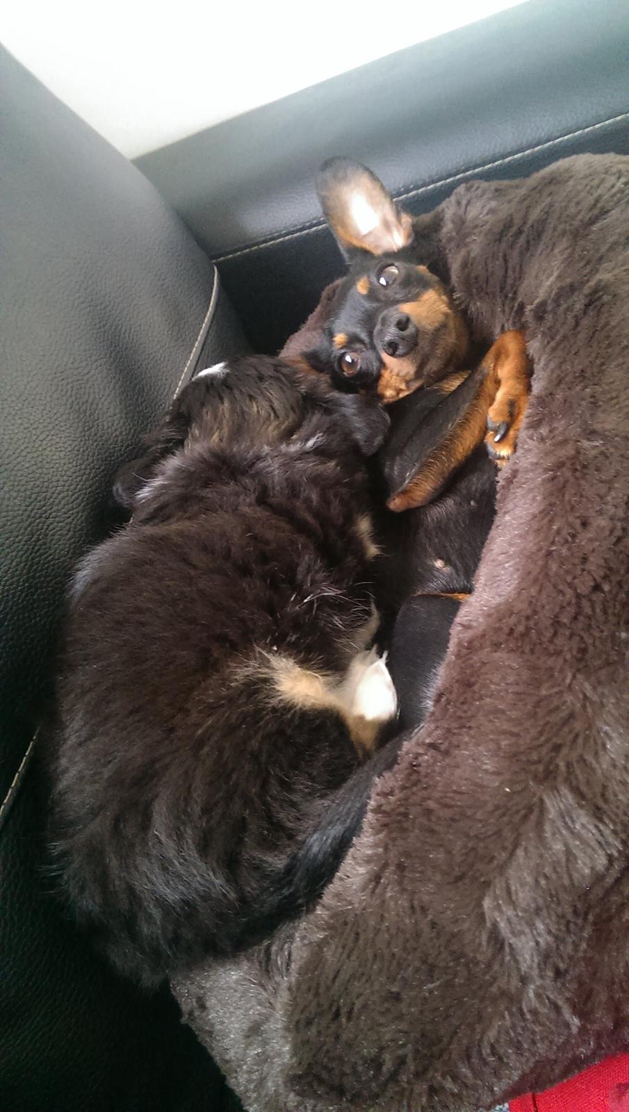 Chihuahua Chanti billede 13