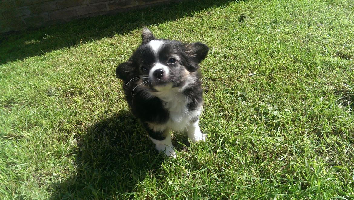 Chihuahua Chanti billede 1