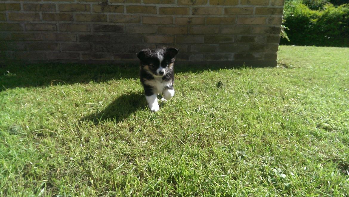 Chihuahua Chanti billede 14