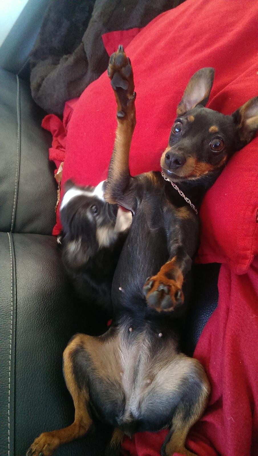 Chihuahua Chanti billede 16