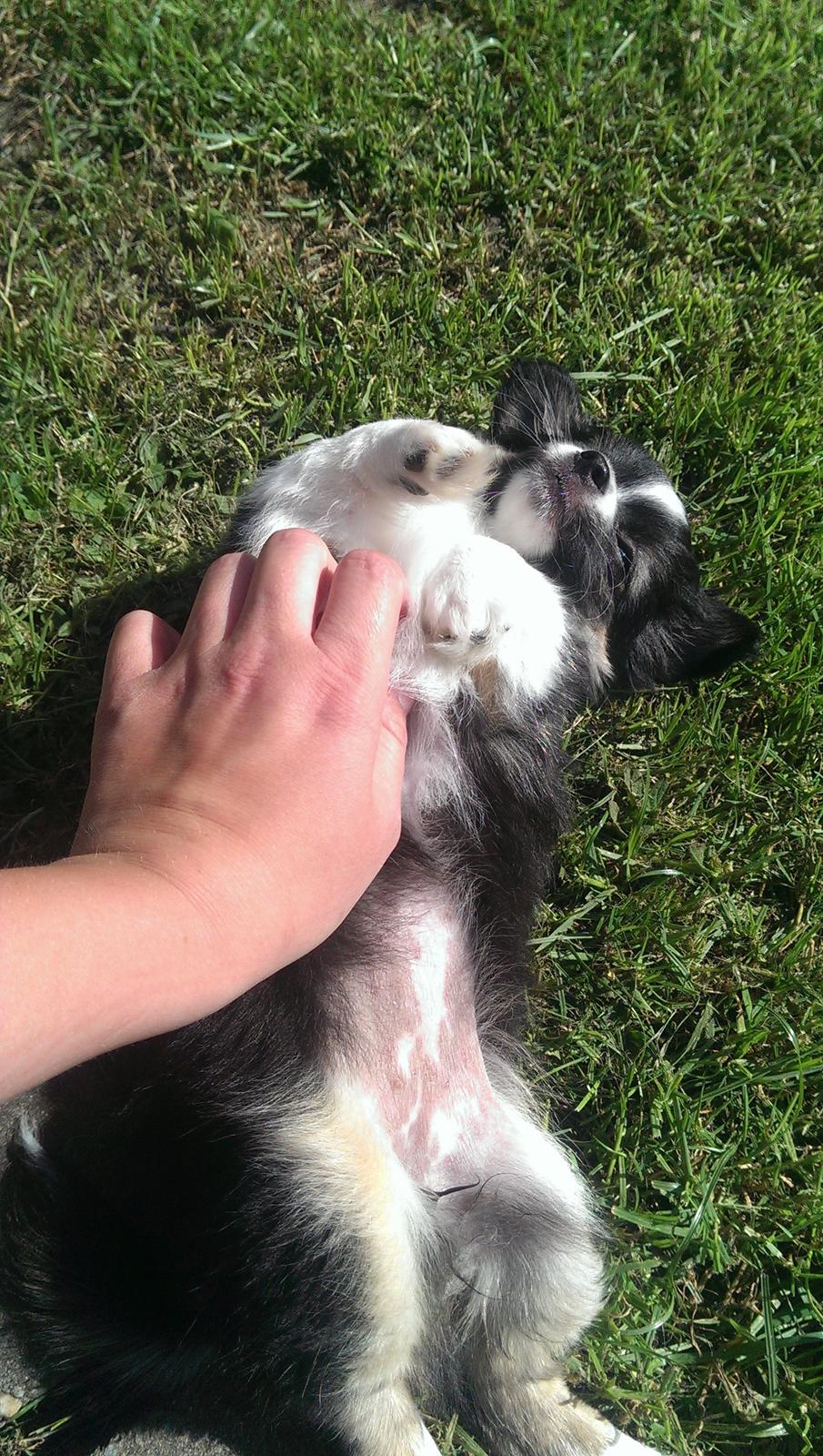 Chihuahua Chanti billede 15