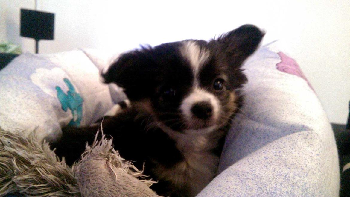 Chihuahua Chanti billede 8