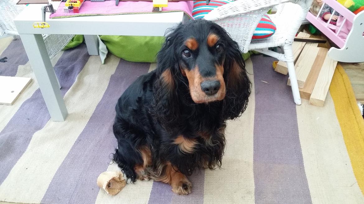 Cocker spaniel sheeva billede 16