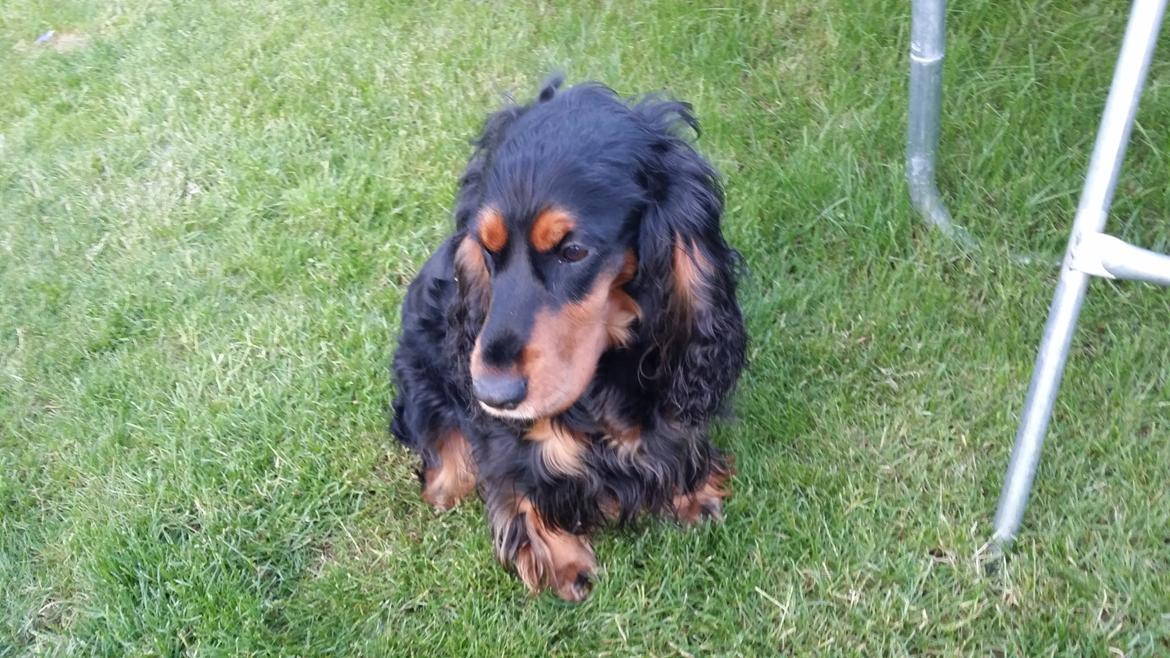 Cocker spaniel sheeva billede 17