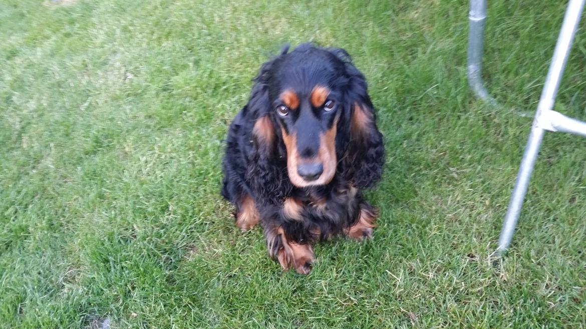 Cocker spaniel sheeva billede 18