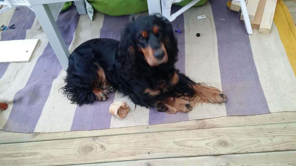 Cocker spaniel sheeva billede 15