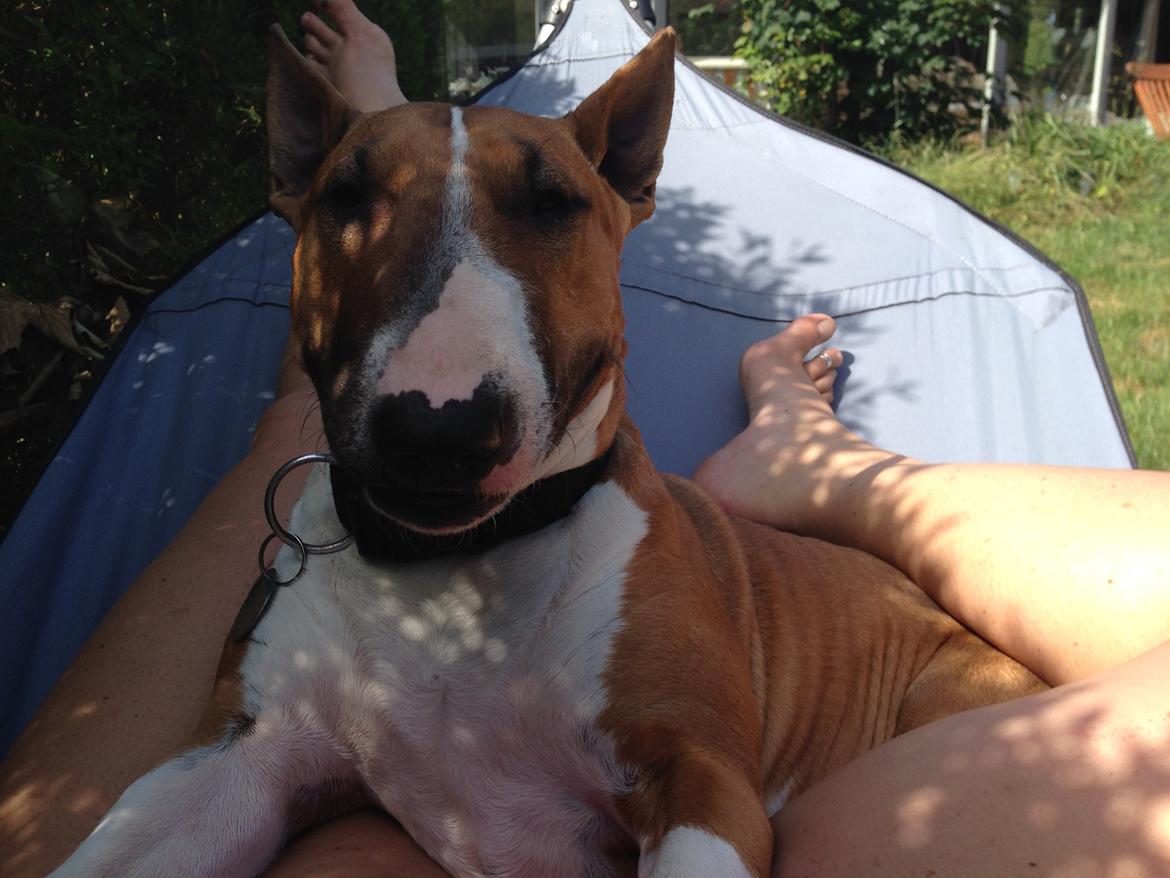 Bullterrier Mulle billede 3