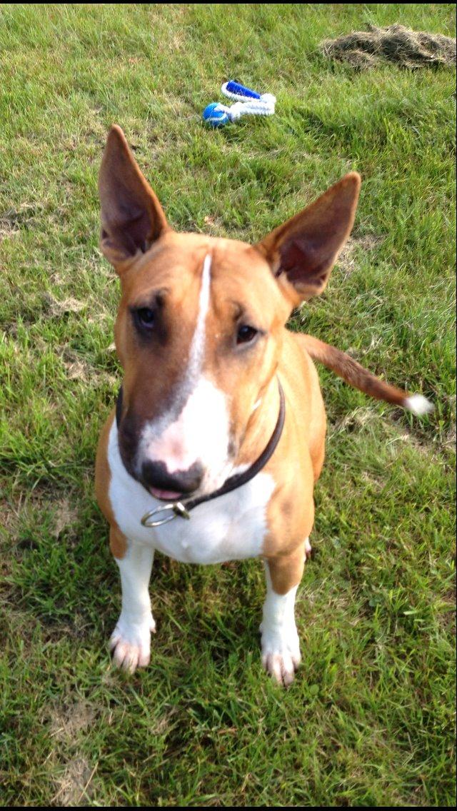 Bullterrier Mulle billede 27