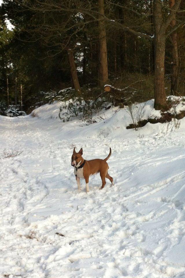 Bullterrier Mulle billede 29