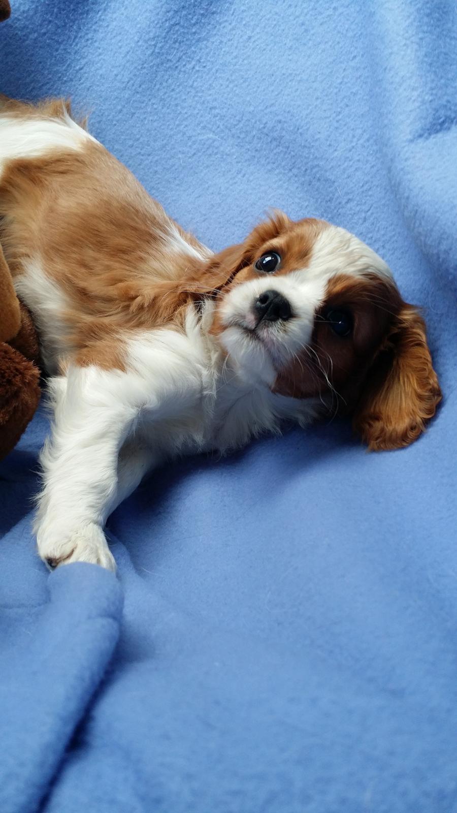 Cavalier king charles spaniel Mille <3 - Lige da vi hentede hende <3 billede 14