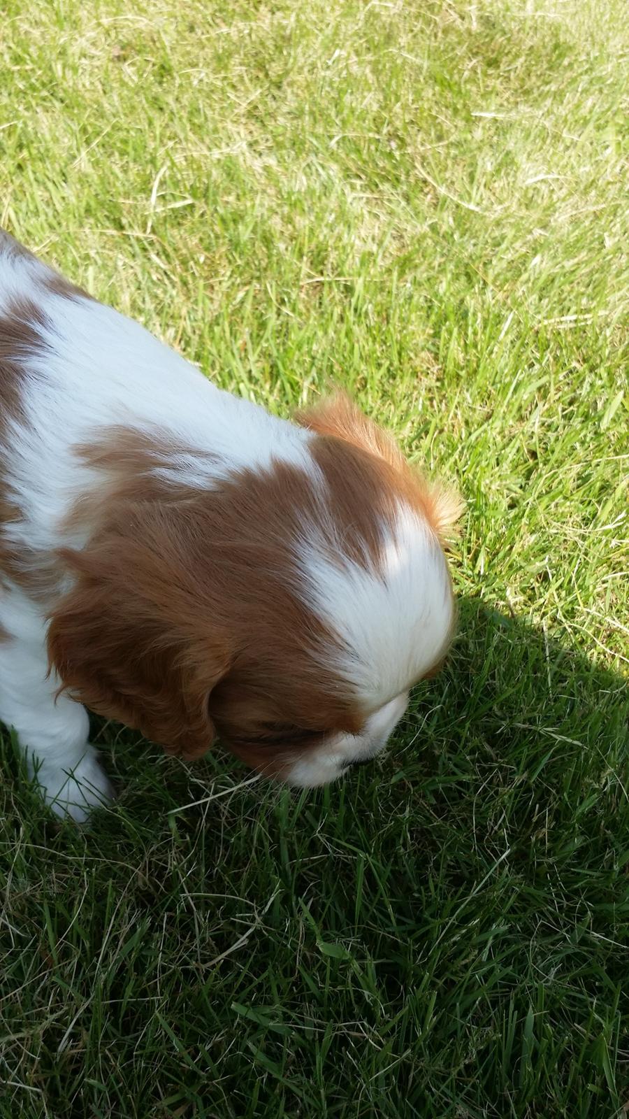 Cavalier king charles spaniel Mille <3 billede 16