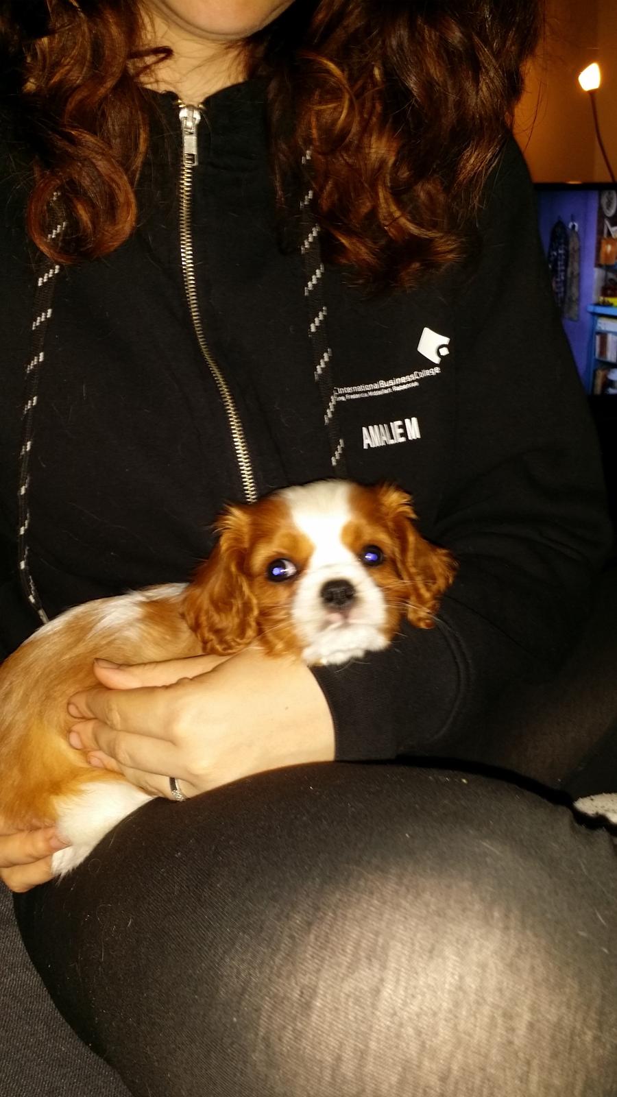 Cavalier king charles spaniel Mille <3 billede 17