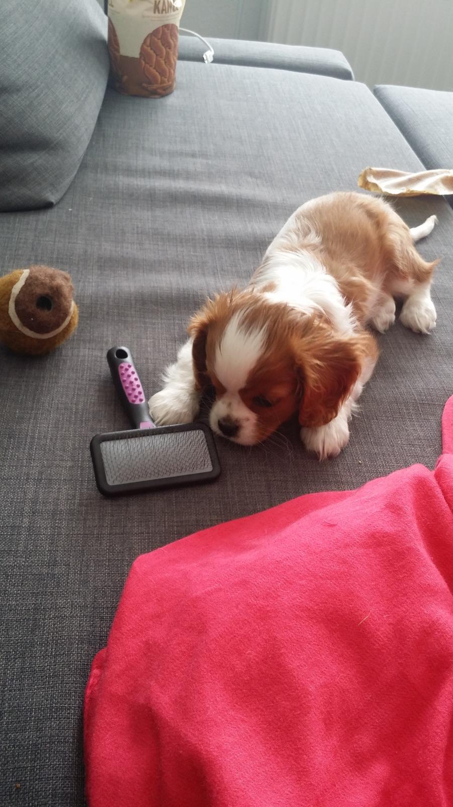 Cavalier king charles spaniel Mille <3 billede 15