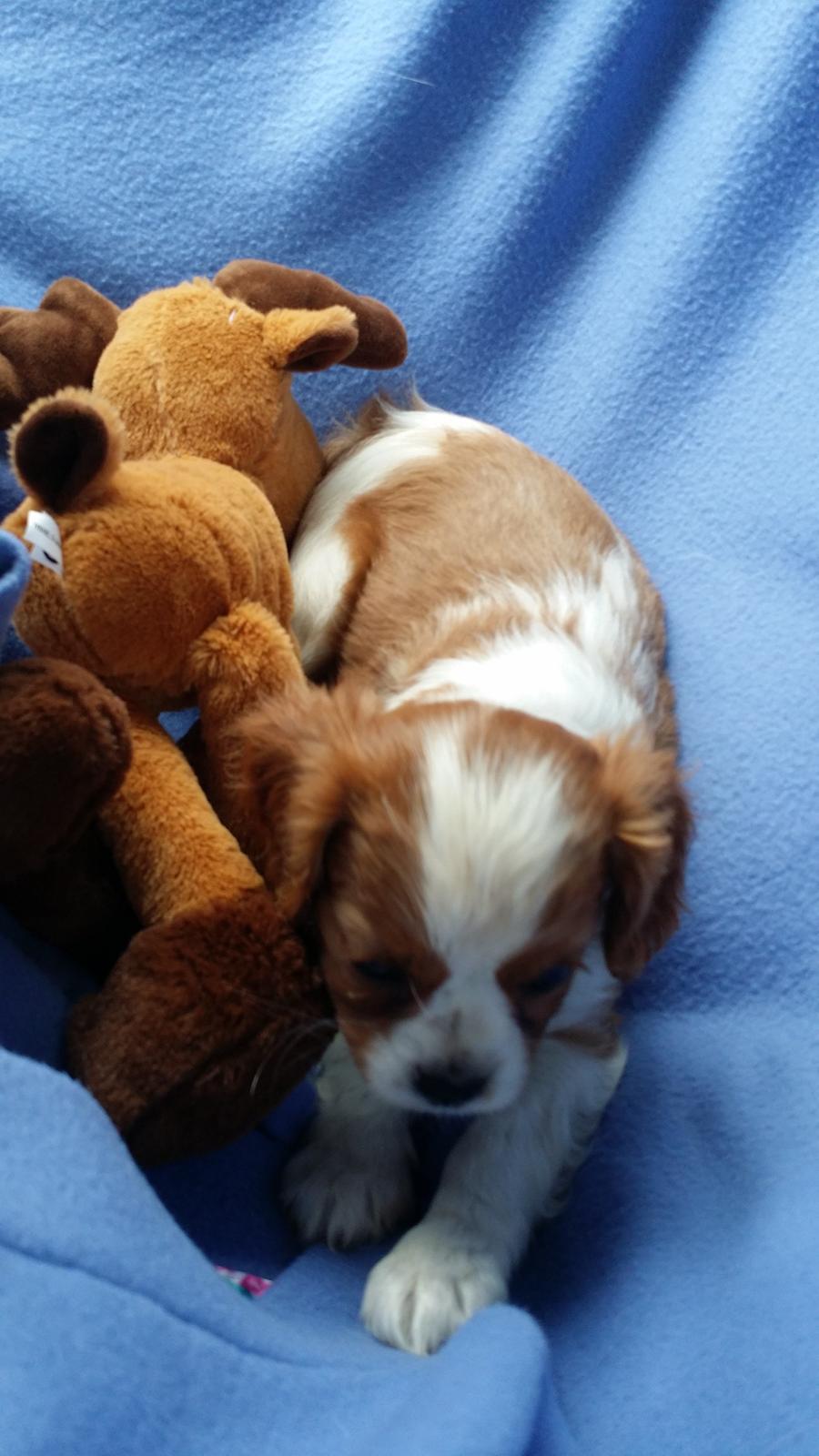 Cavalier king charles spaniel Mille <3 billede 18