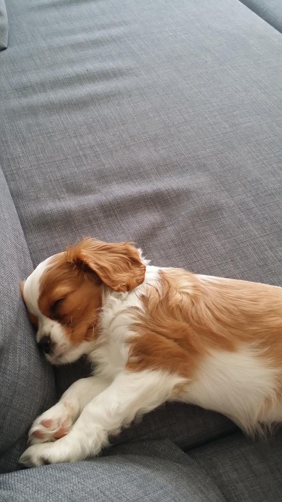 Cavalier king charles spaniel Mille <3 billede 19