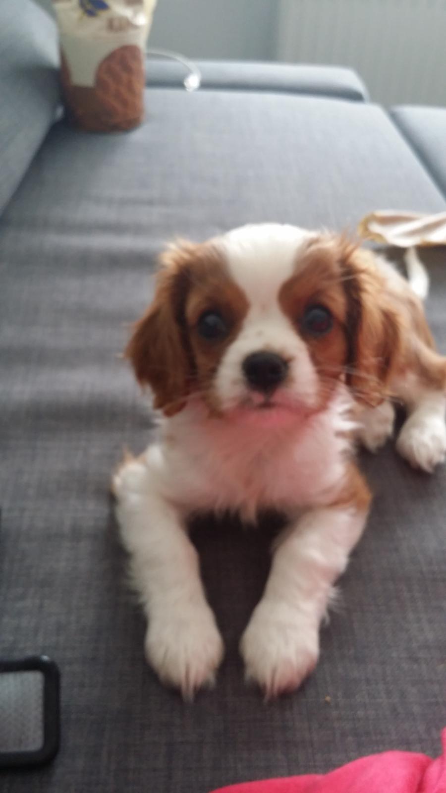 Cavalier king charles spaniel Mille <3 billede 20