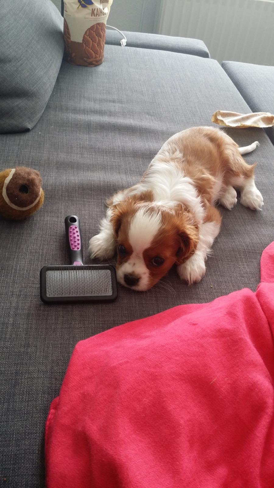 Cavalier king charles spaniel Mille <3 billede 21