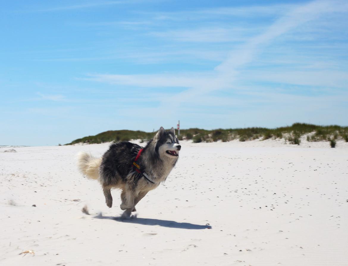 Siberian husky | Jeyzi billede 4