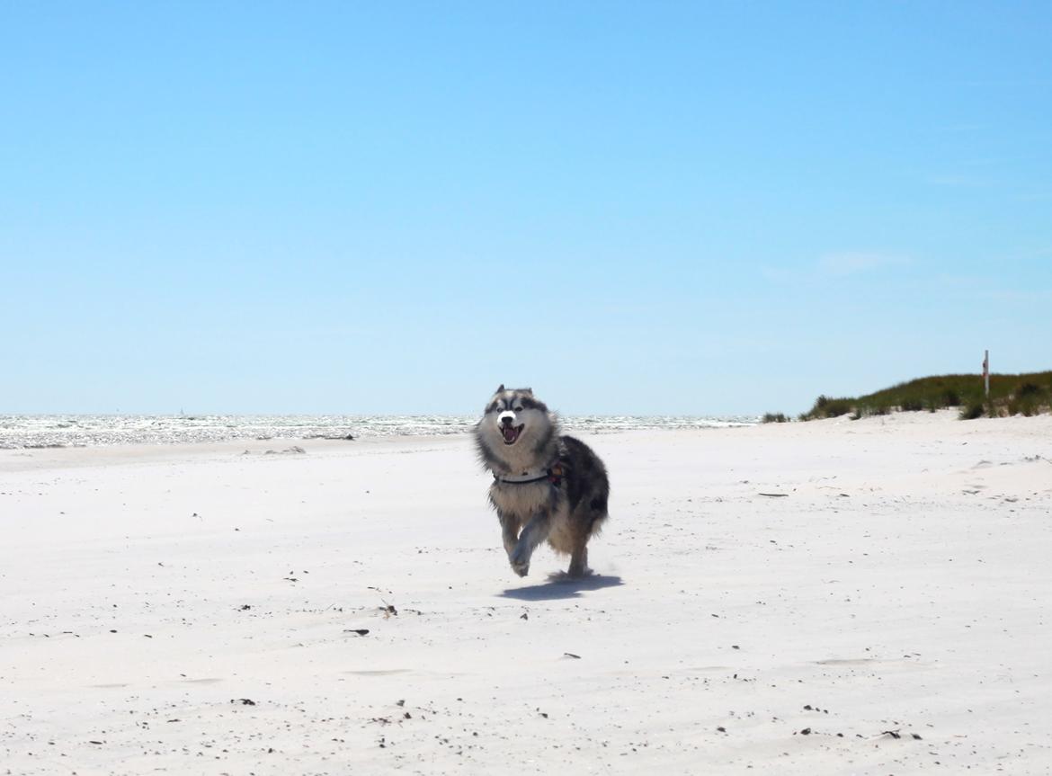 Siberian husky | Jeyzi billede 10