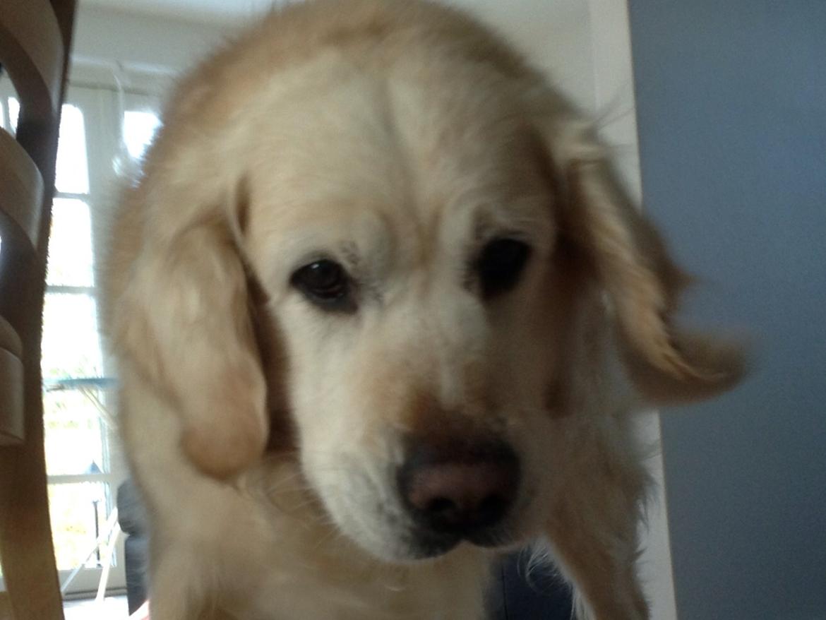 Golden retriever Gantu billede 1