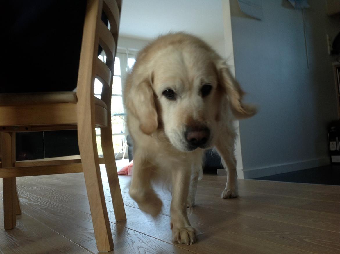 Golden retriever Gantu billede 2