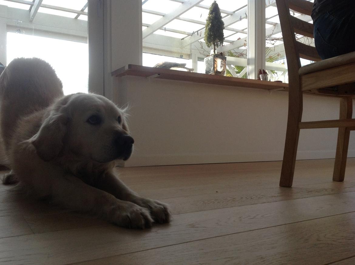 Golden retriever Gantu billede 3