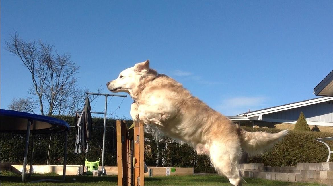 Golden retriever Gantu billede 4