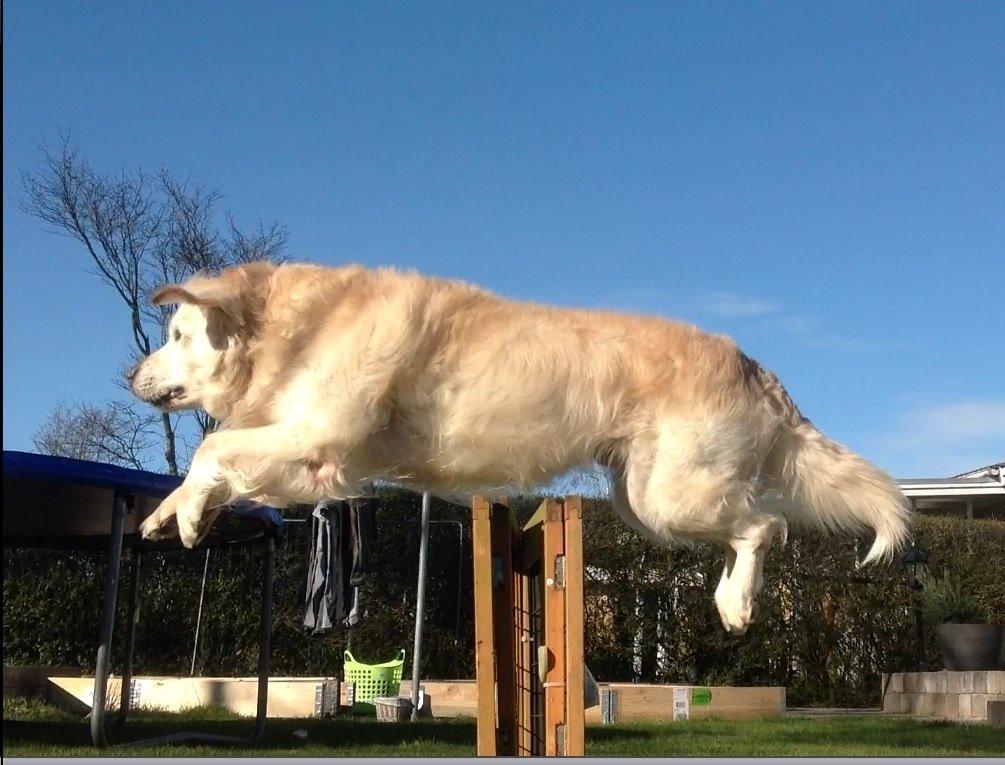 Golden retriever Gantu billede 6