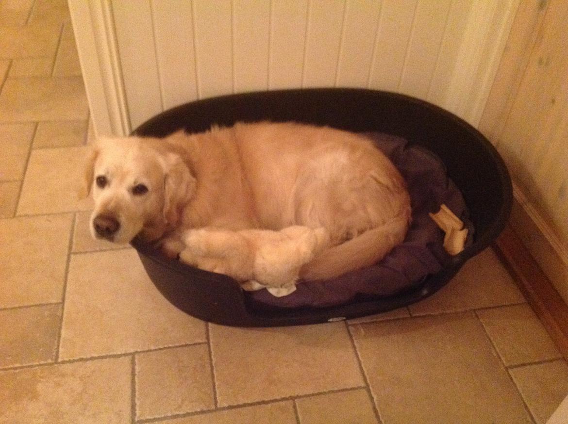 Golden retriever Gantu billede 5