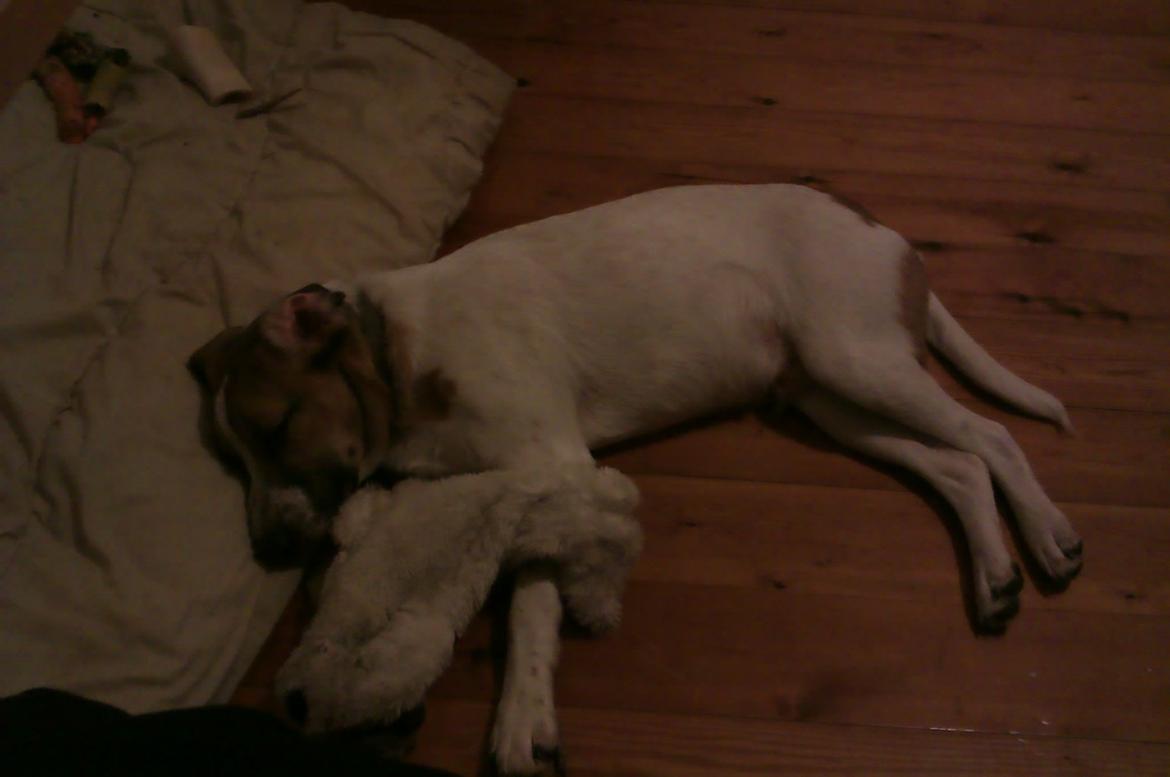 Blanding af racer Baliy - et lille stykke tid efter vi fik ham billede 1