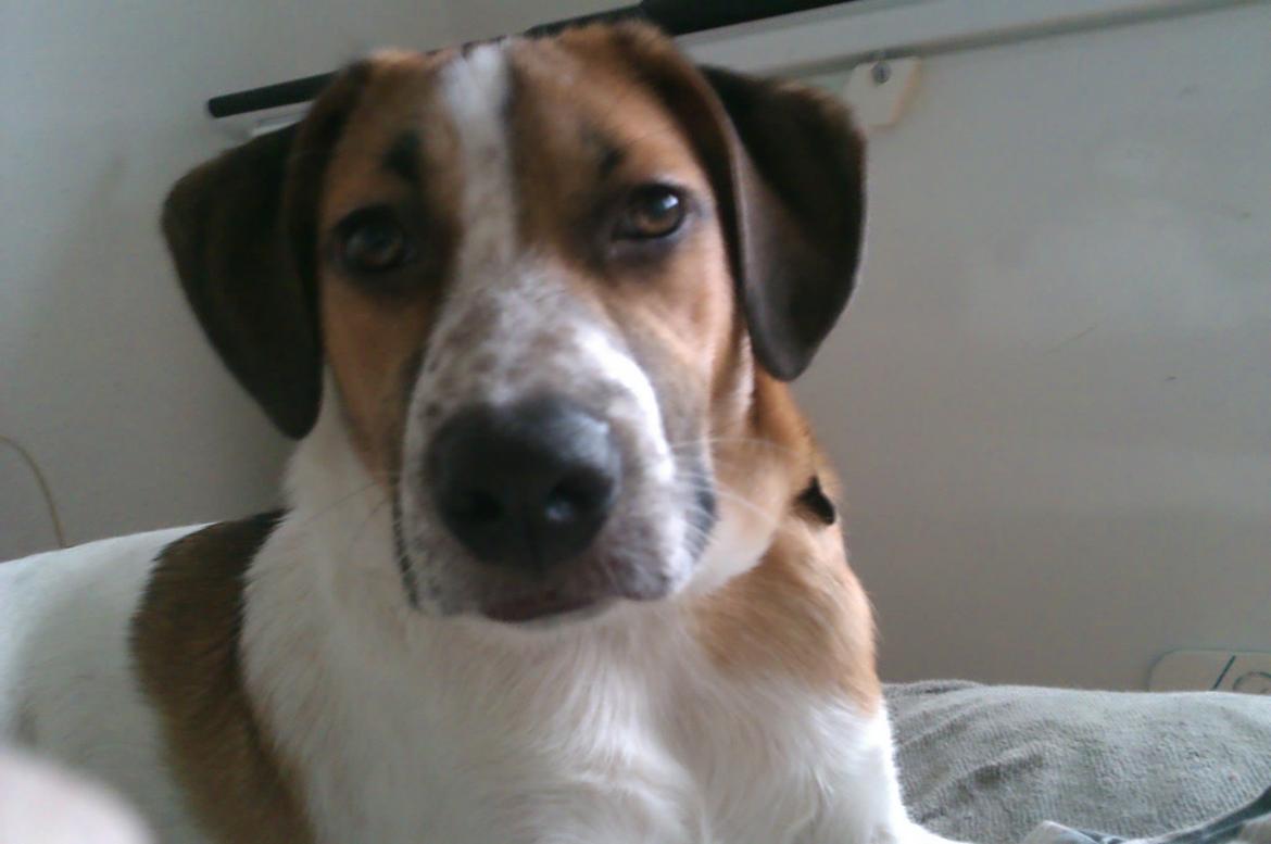 Blanding af racer Baliy billede 4