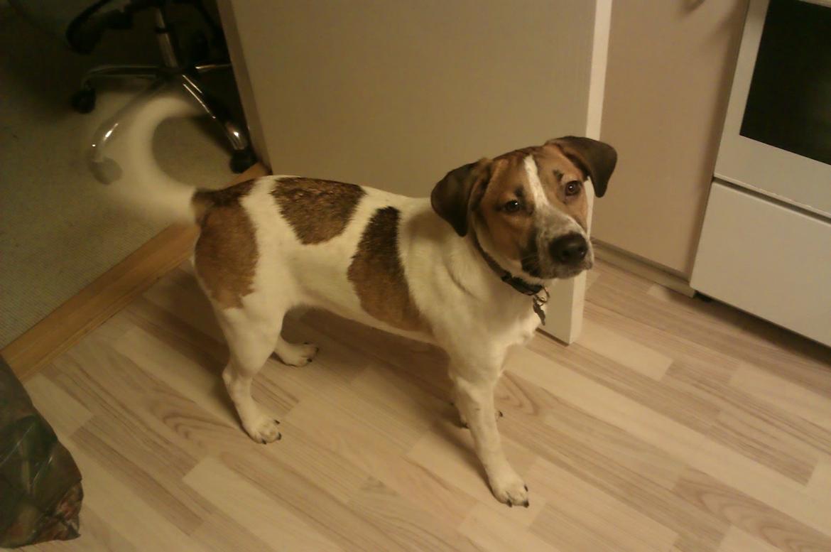 Blanding af racer Baliy billede 5