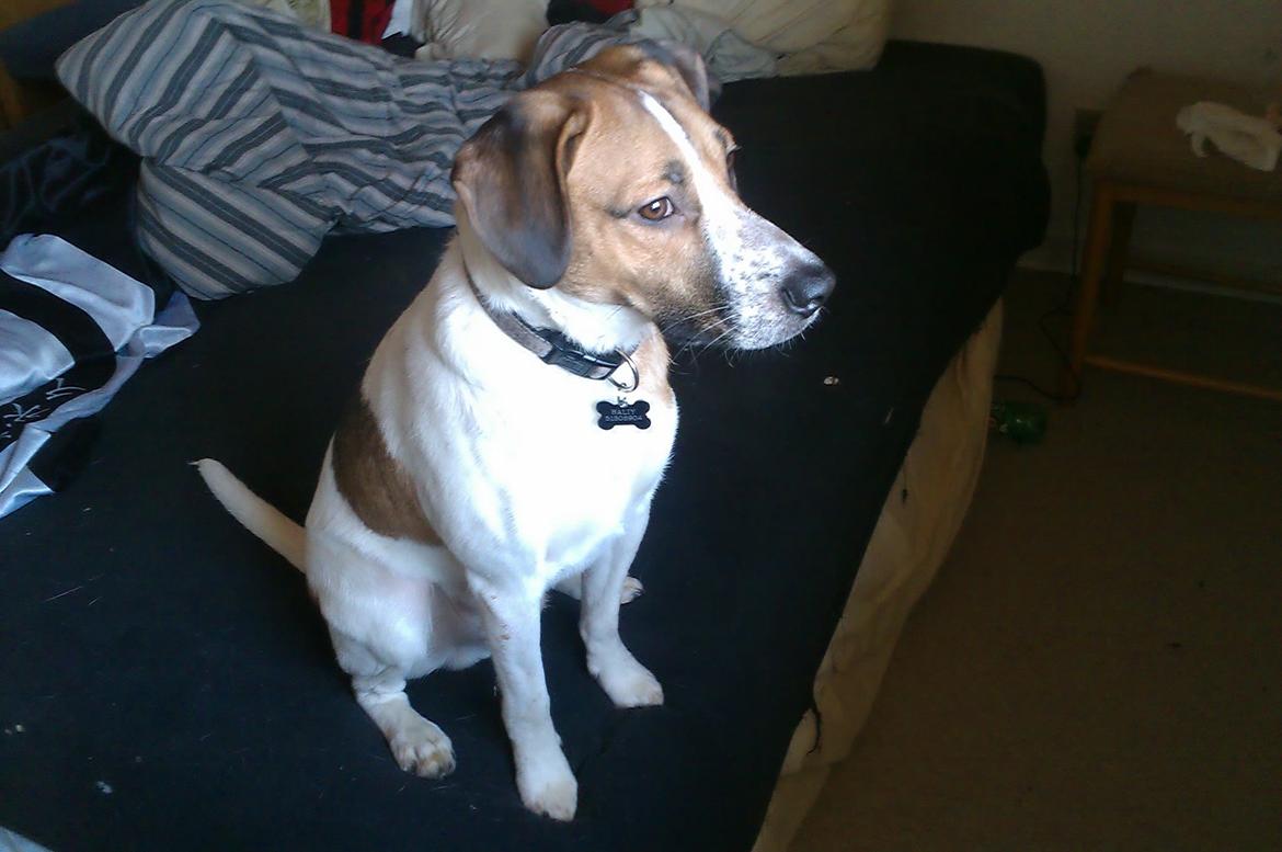 Blanding af racer Baliy billede 6