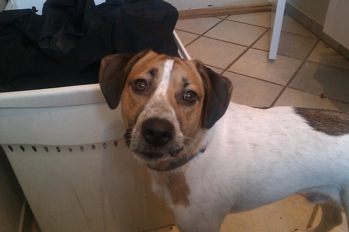 Blanding af racer Baliy billede 7