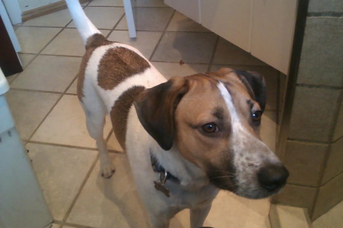 Blanding af racer Baliy billede 8