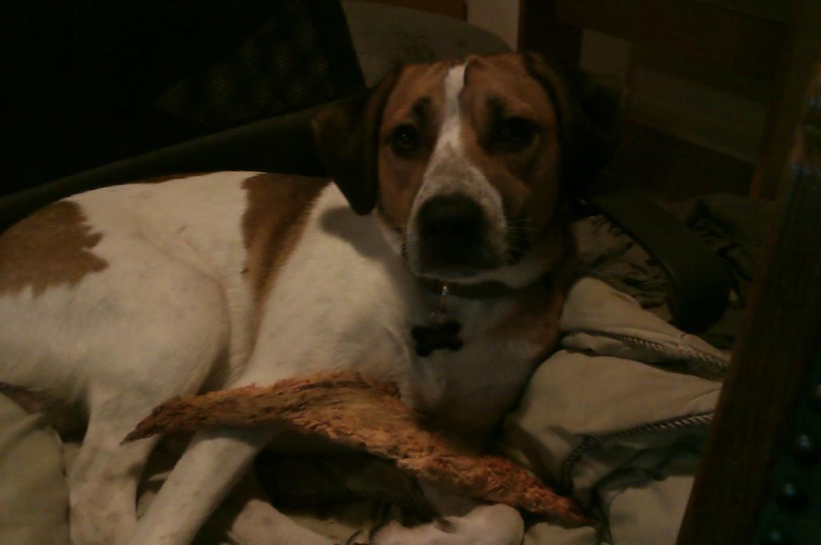 Blanding af racer Baliy billede 9