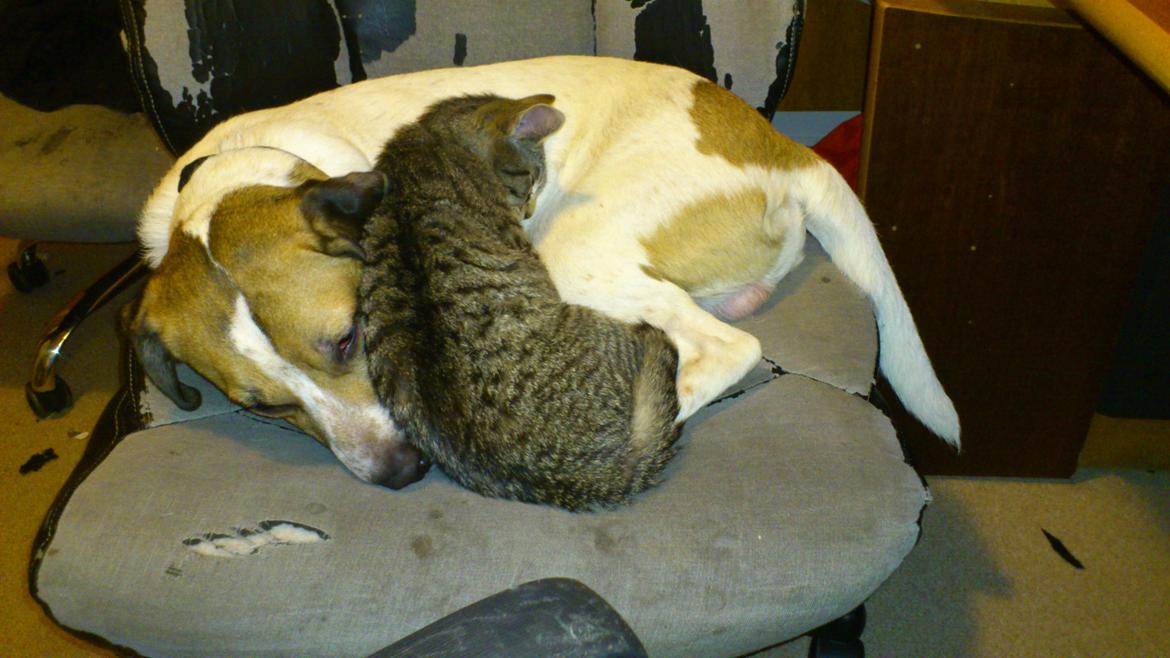 Blanding af racer Baliy billede 10