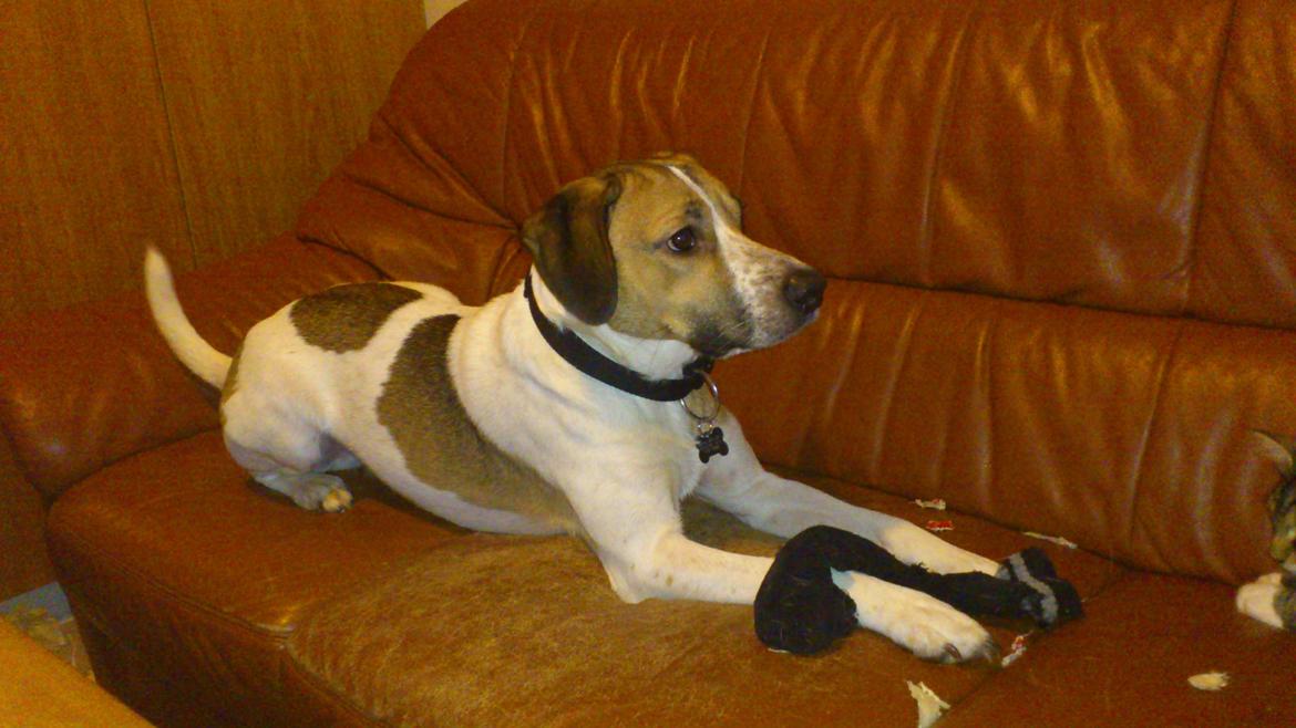 Blanding af racer Baliy billede 11